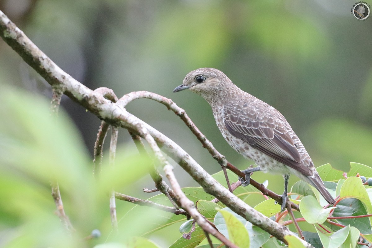 Lovely Cotinga - Dave Aguirre