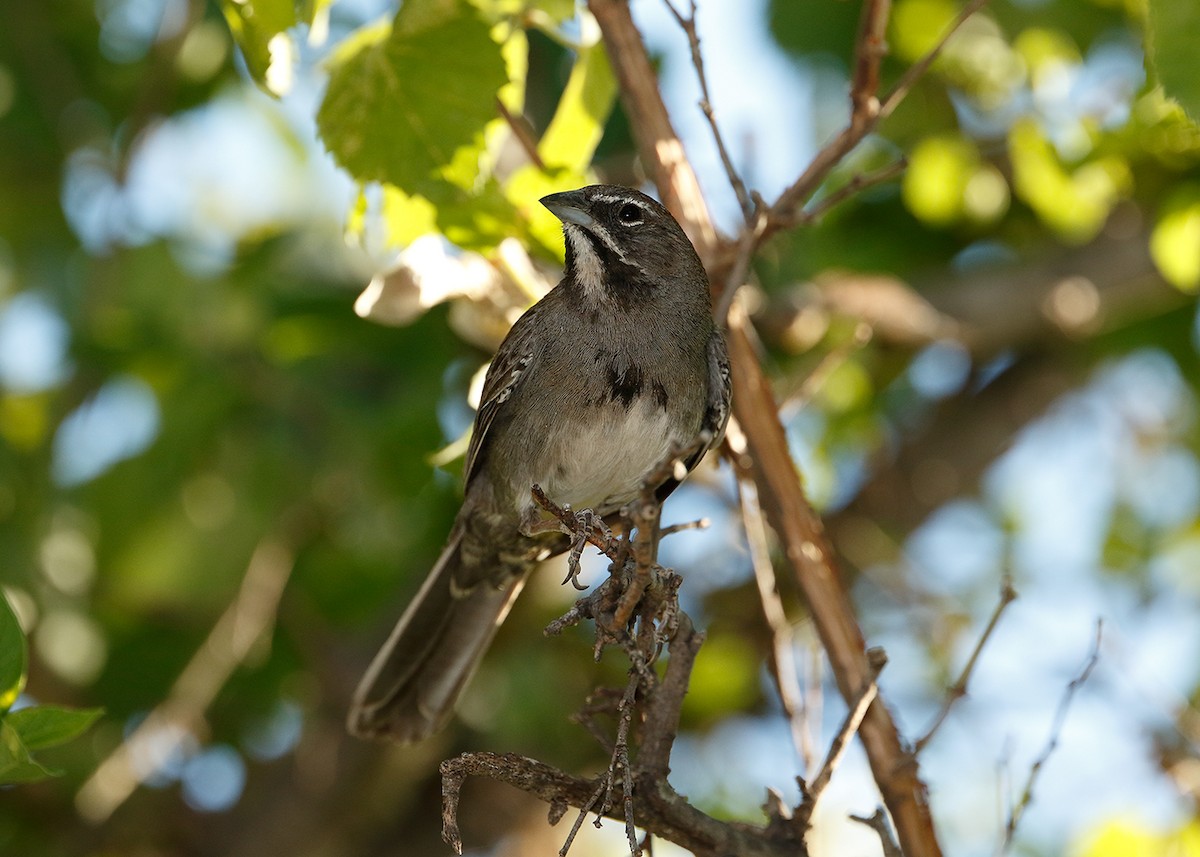 Five-striped Sparrow - ML596199491
