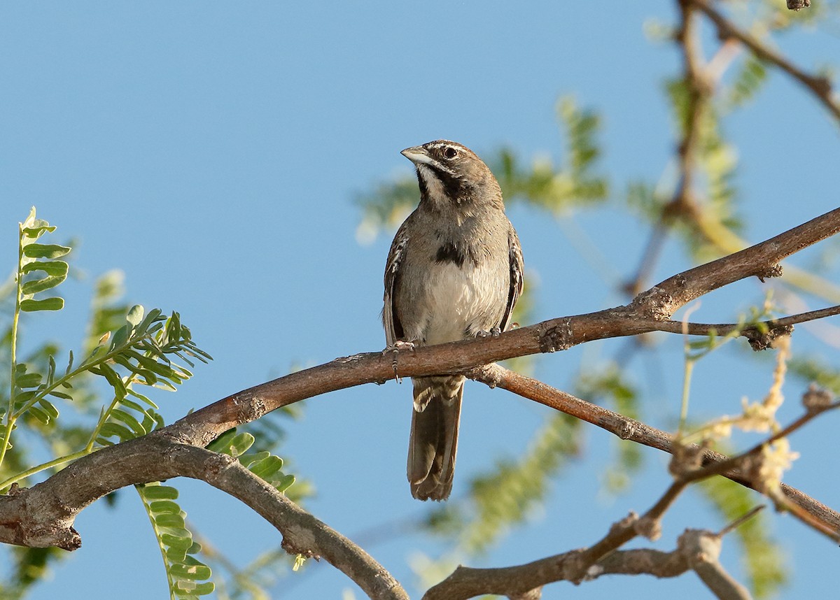 Five-striped Sparrow - ML596199561