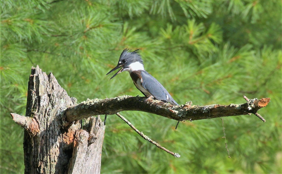 Belted Kingfisher - ML596200801