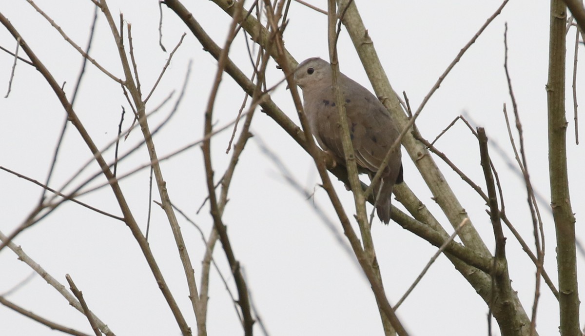 Plain-breasted Ground Dove - ML596211291