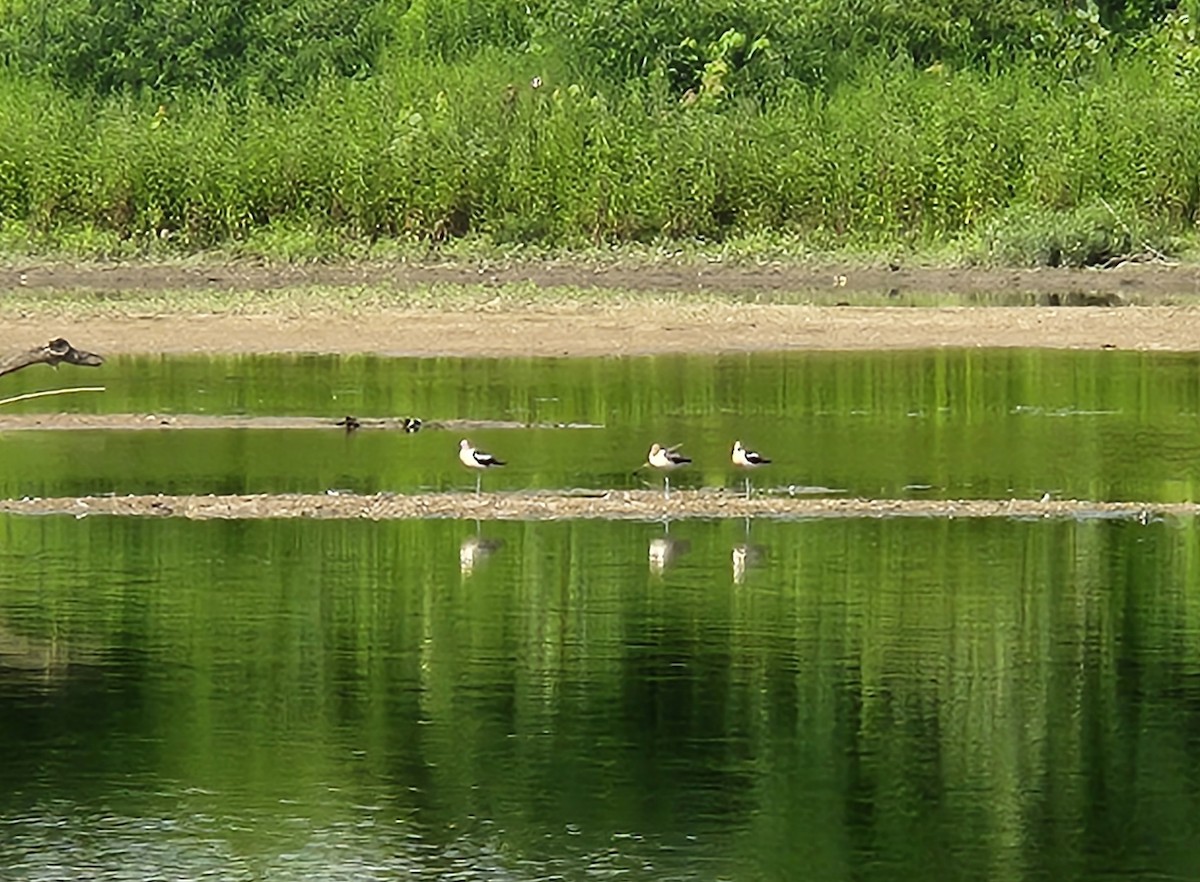 eBird Checklist - 21 Jul 2023 - 1980 Waterway Boulevard, Indianapolis ...