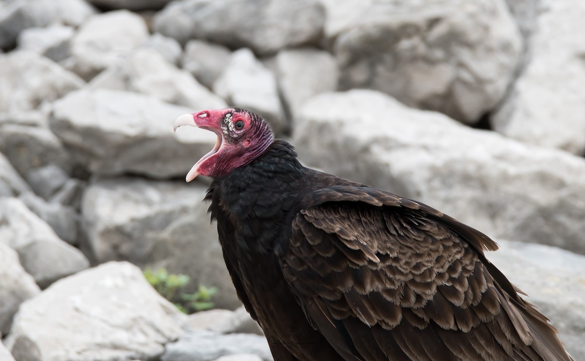 Turkey Vulture - Kathy Duncan