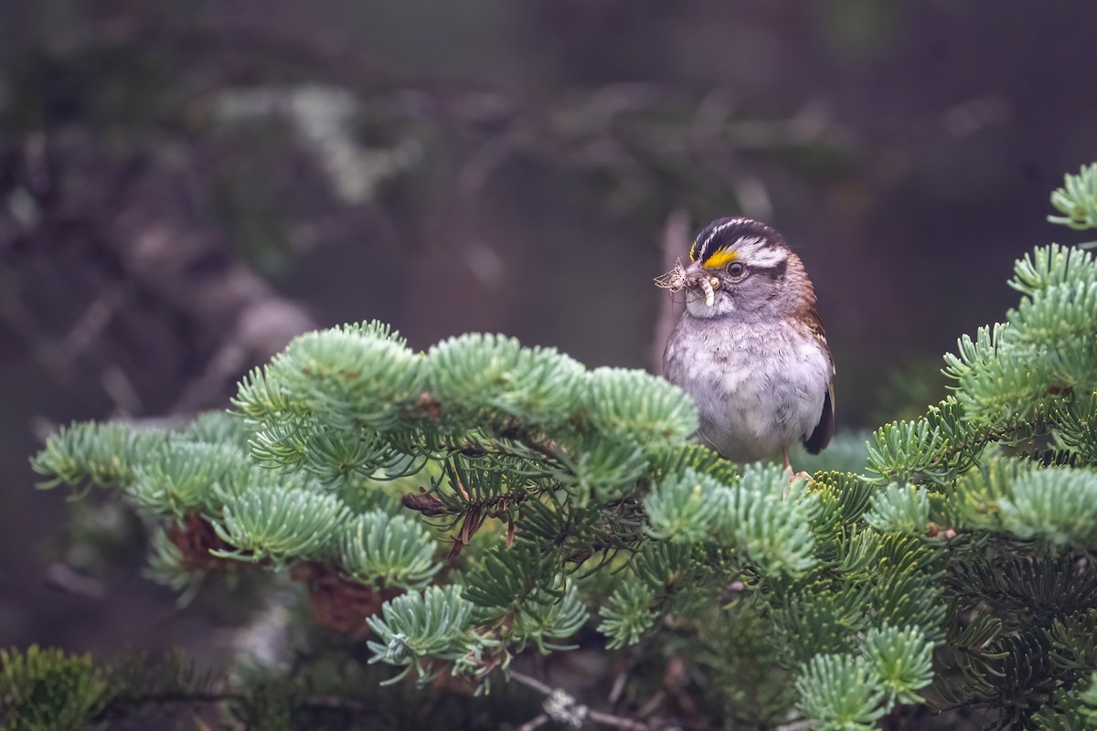 White-throated Sparrow - ML596213301