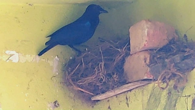 Малабарская синяя птица - ML596219831