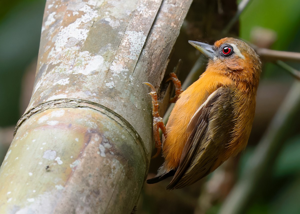 White-browed Piculet - ML596221591