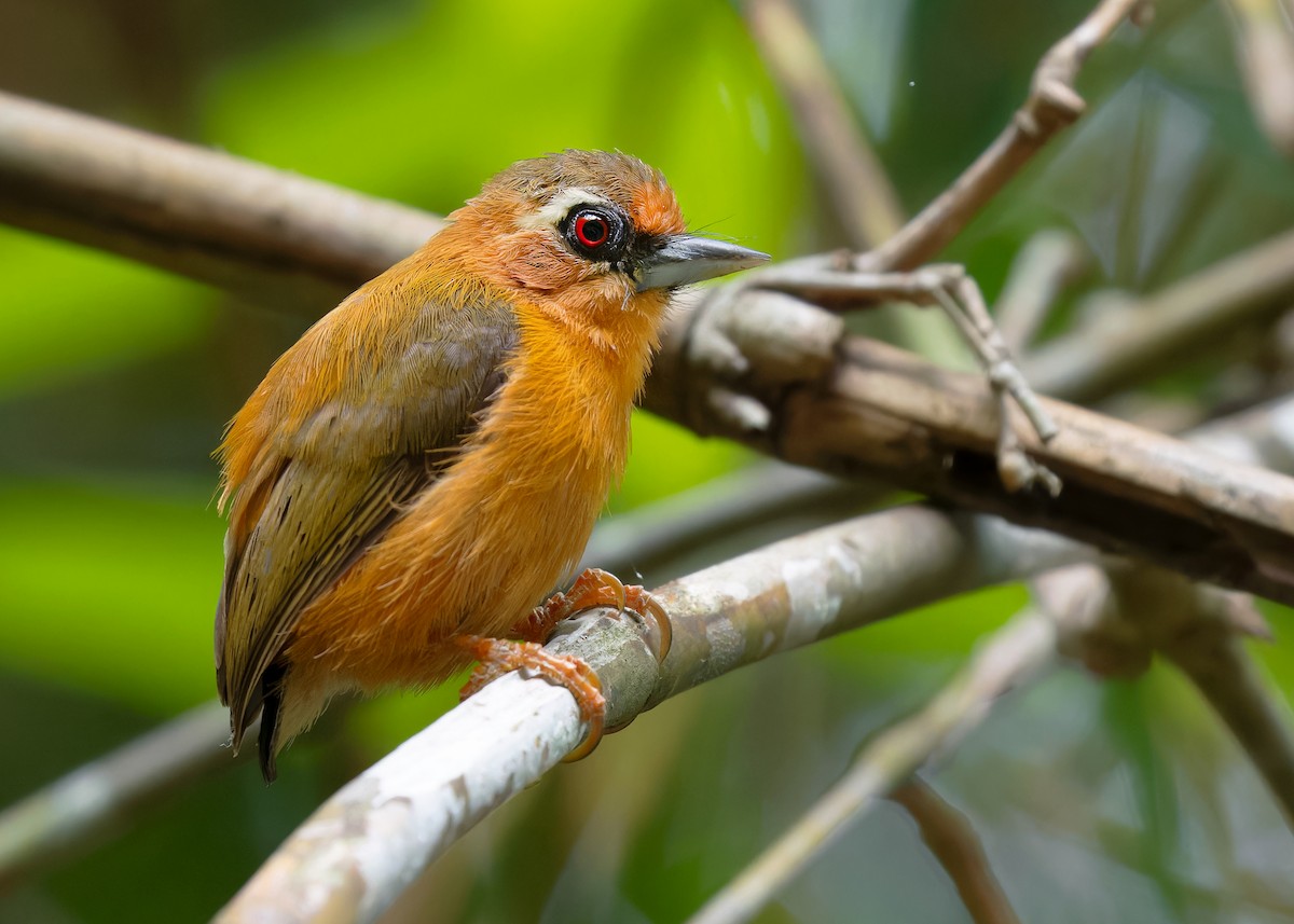 White-browed Piculet - ML596221601