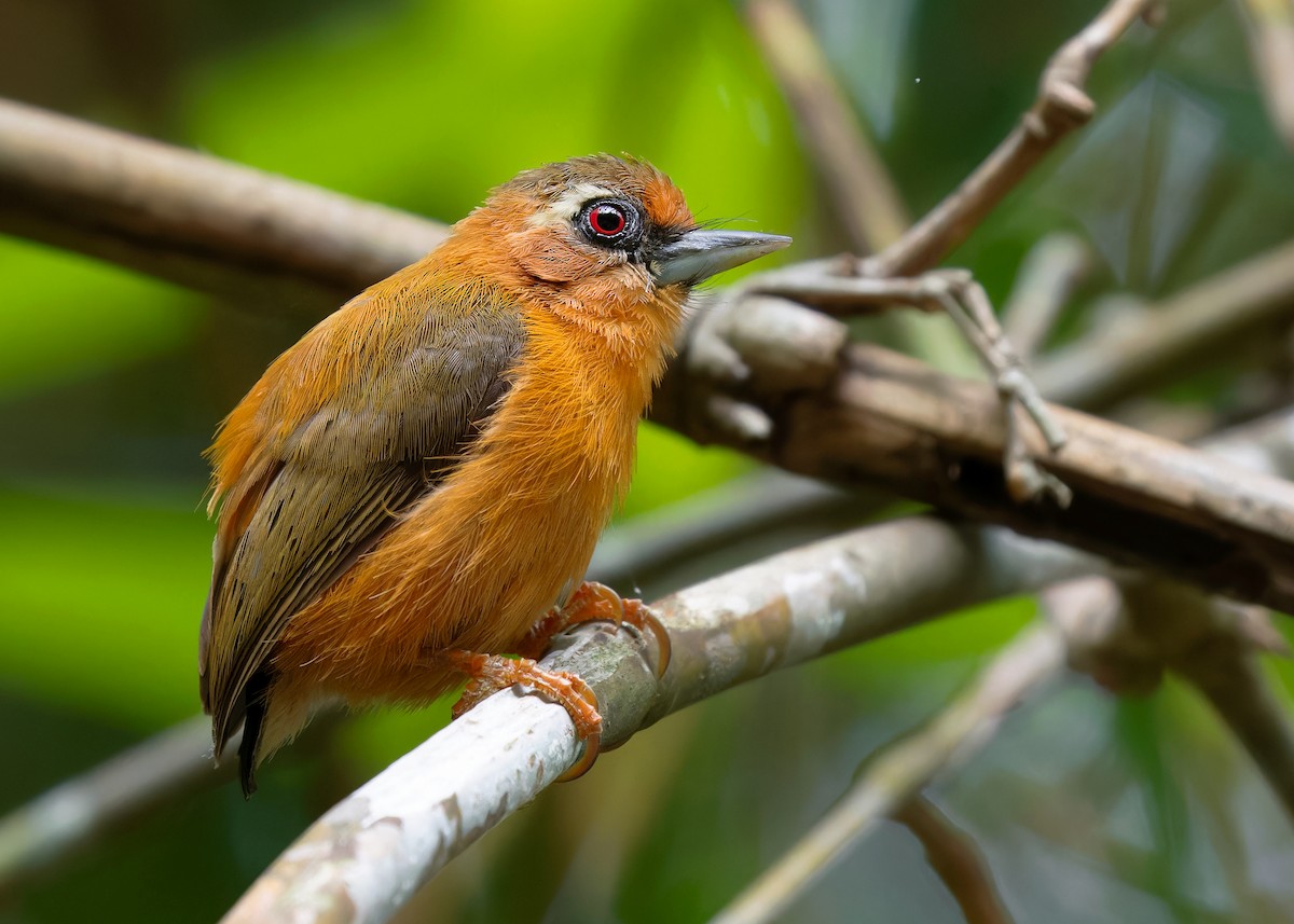 White-browed Piculet - ML596221631
