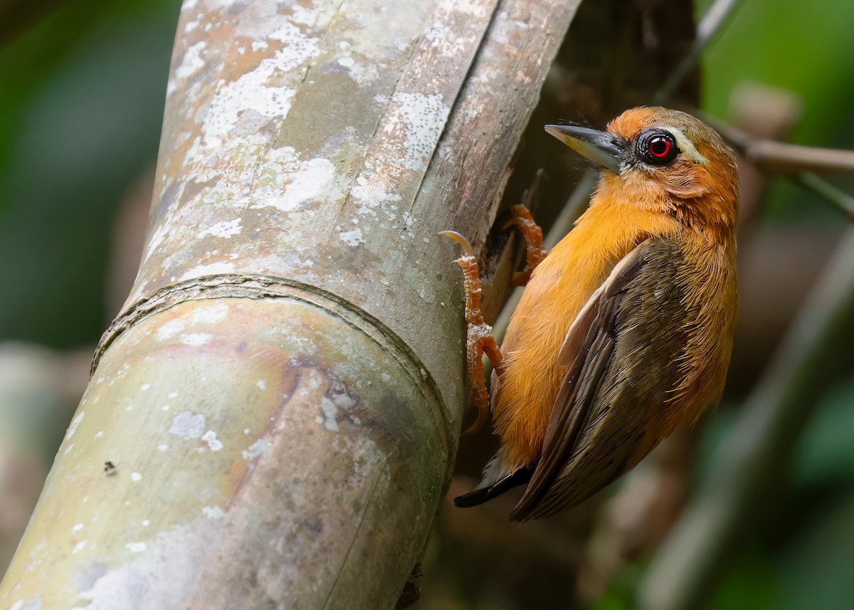 White-browed Piculet - ML596221641
