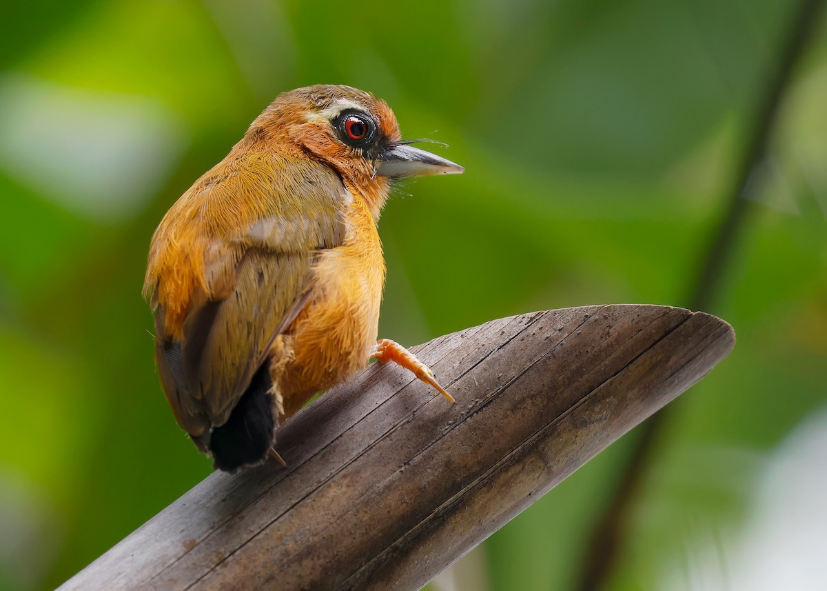 White-browed Piculet - ML596221651