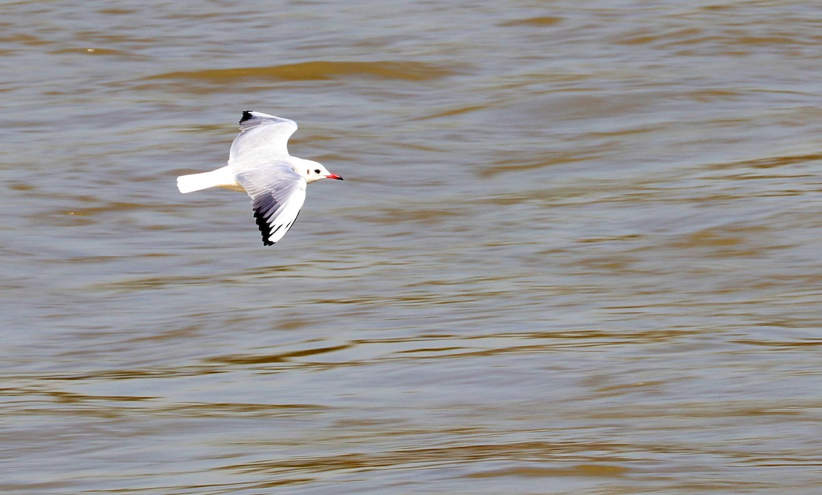 Mouette rieuse - ML596222091