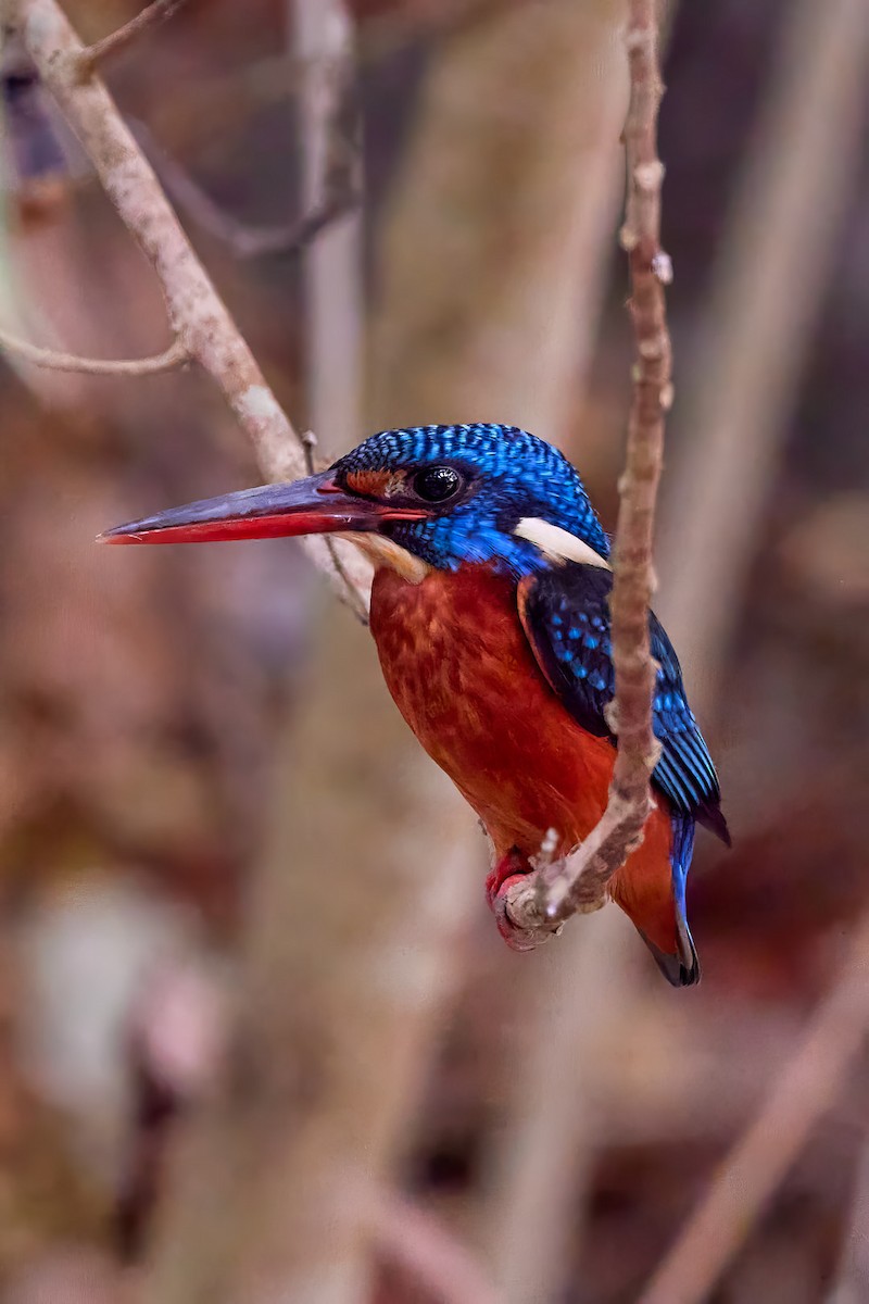 Blue-eared Kingfisher - ML596224791