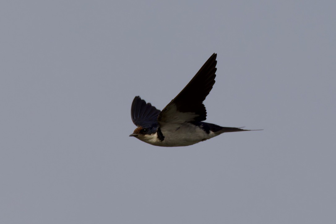 Ethiopian Swallow - ML596227941