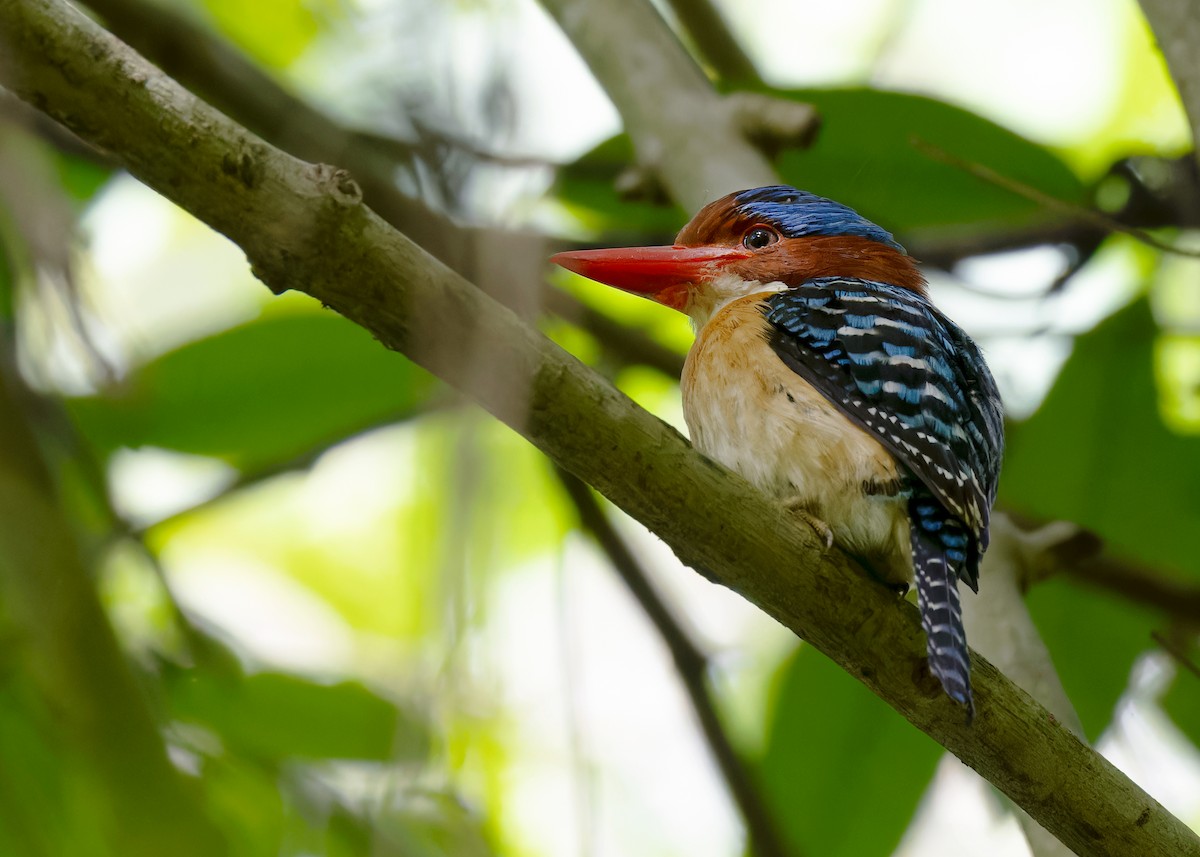 Banded Kingfisher (Banded) - ML596228151