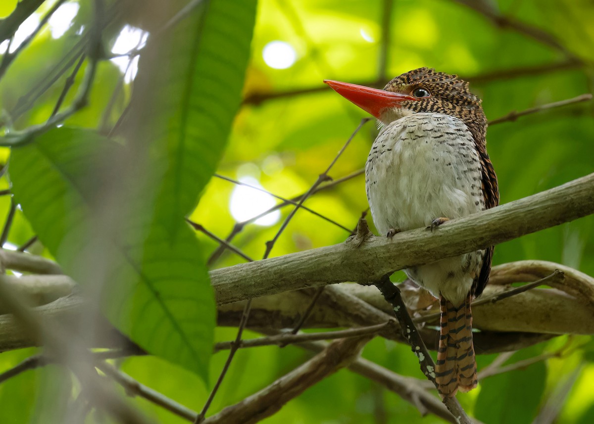 Banded Kingfisher (Banded) - ML596228161