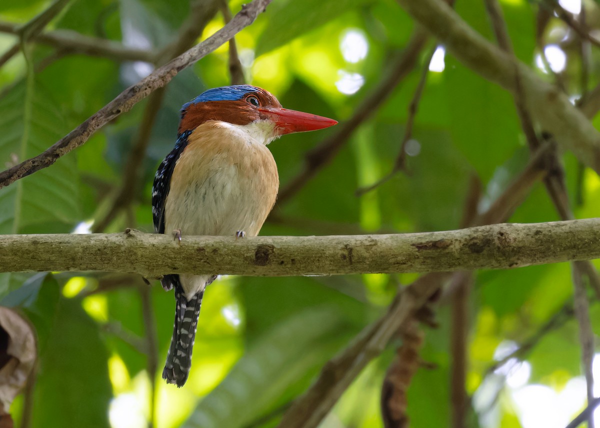 Banded Kingfisher (Banded) - ML596228171