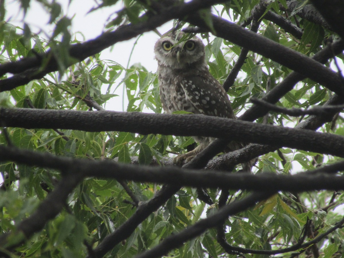 Spotted Owlet - ML596228671