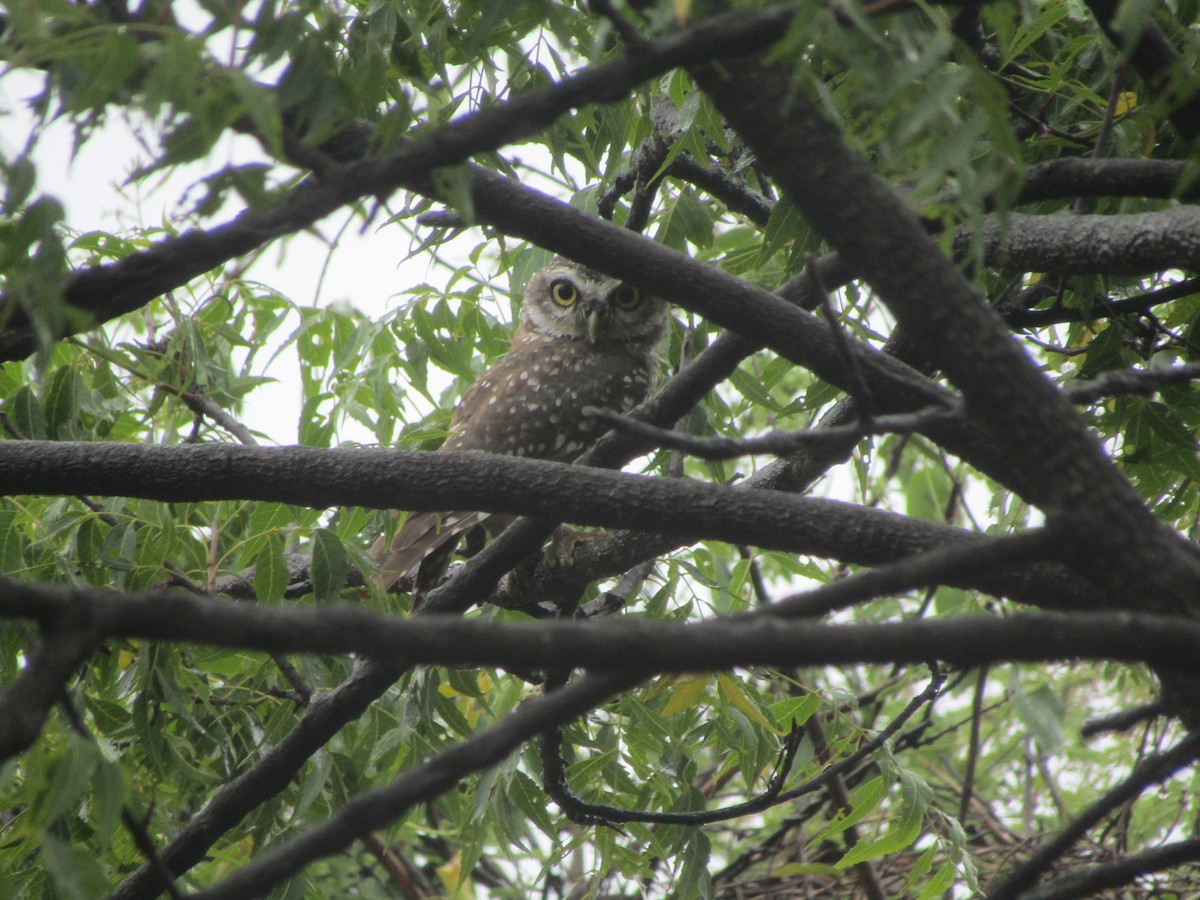 Spotted Owlet - ML596228681
