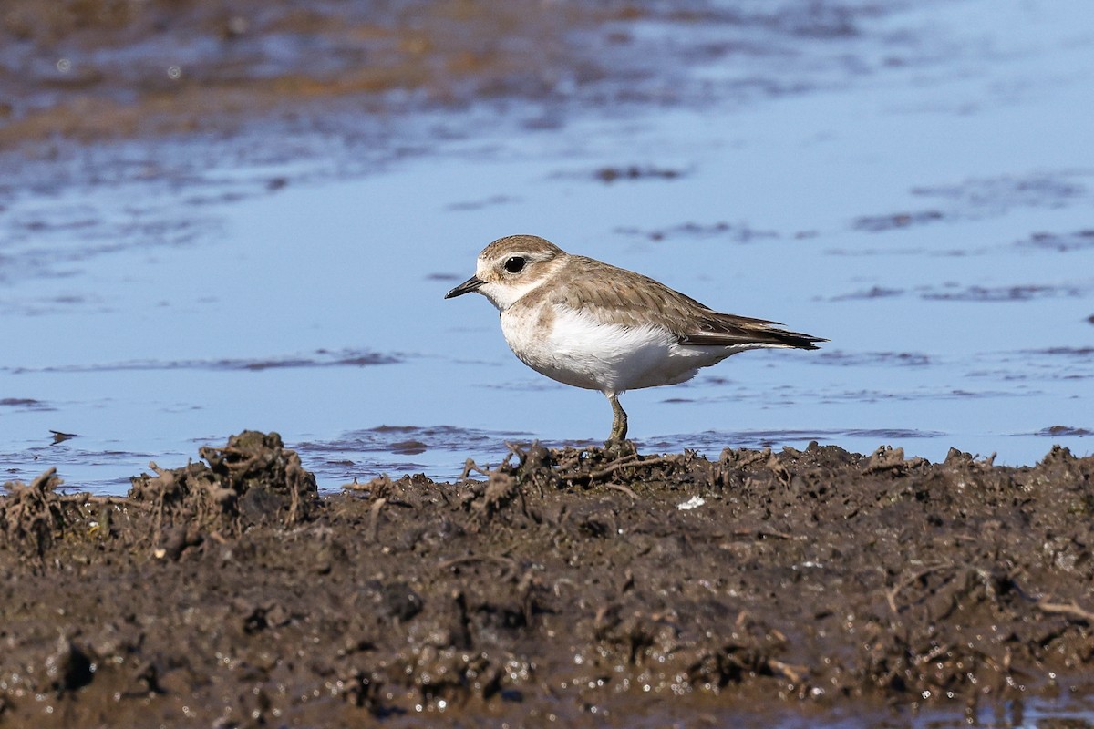 Double-banded Plover - ML596229891
