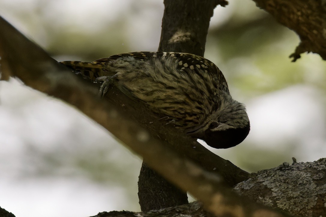 Abyssinian Woodpecker - ML596230141