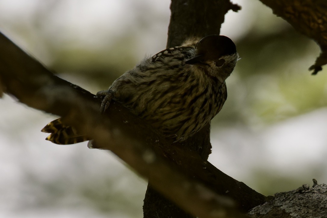 Abyssinian Woodpecker - ML596230151