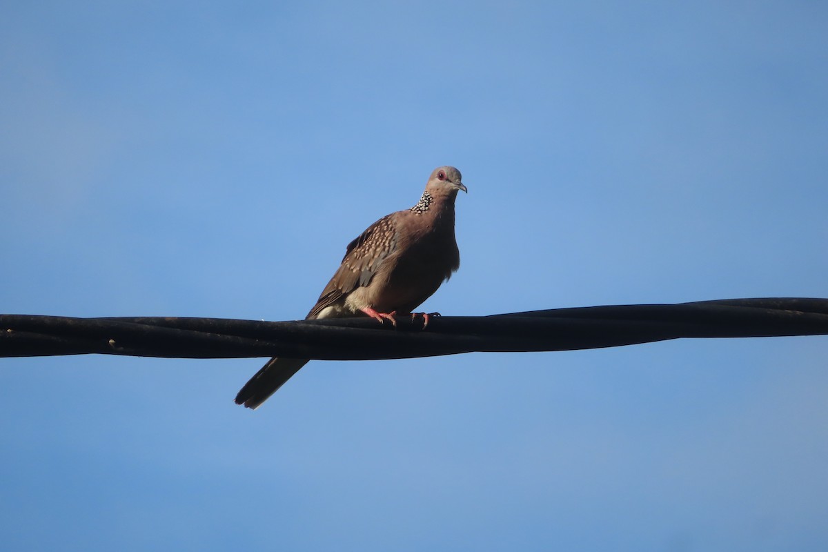 Spotted Dove - ML596230751