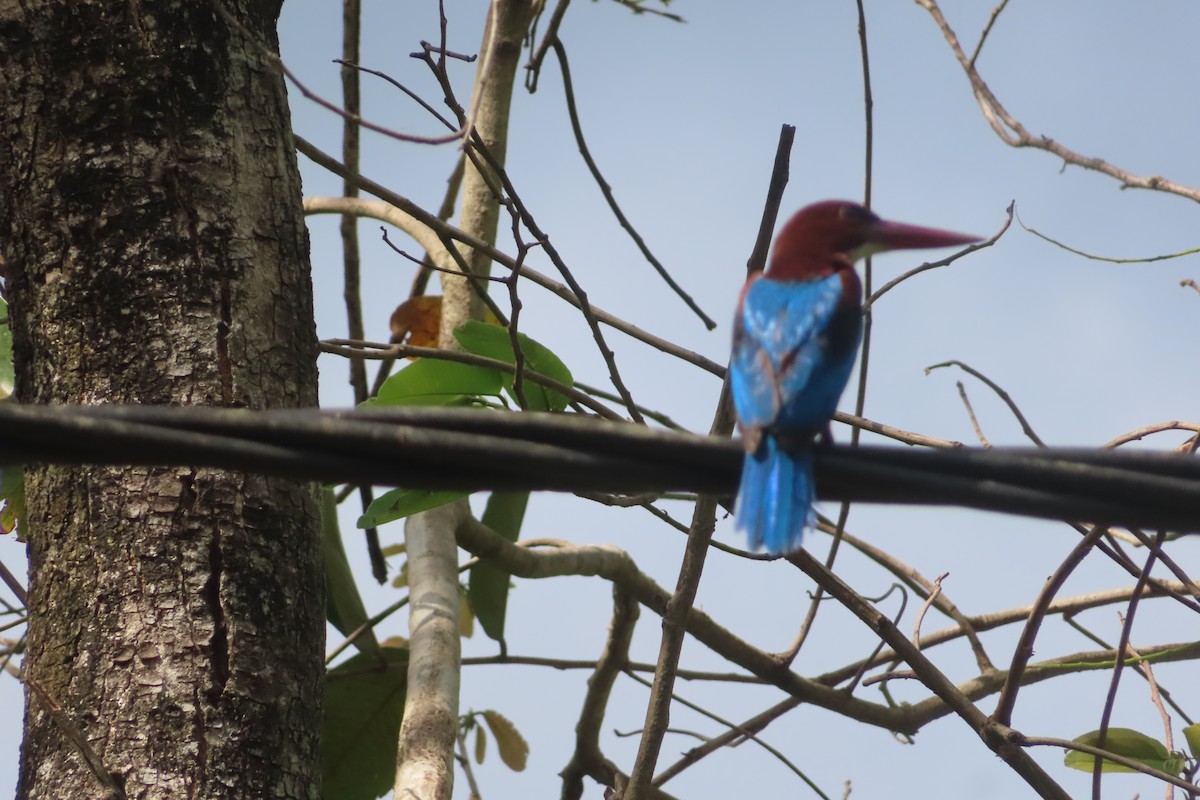 White-throated Kingfisher - Pushpa Puliyeri
