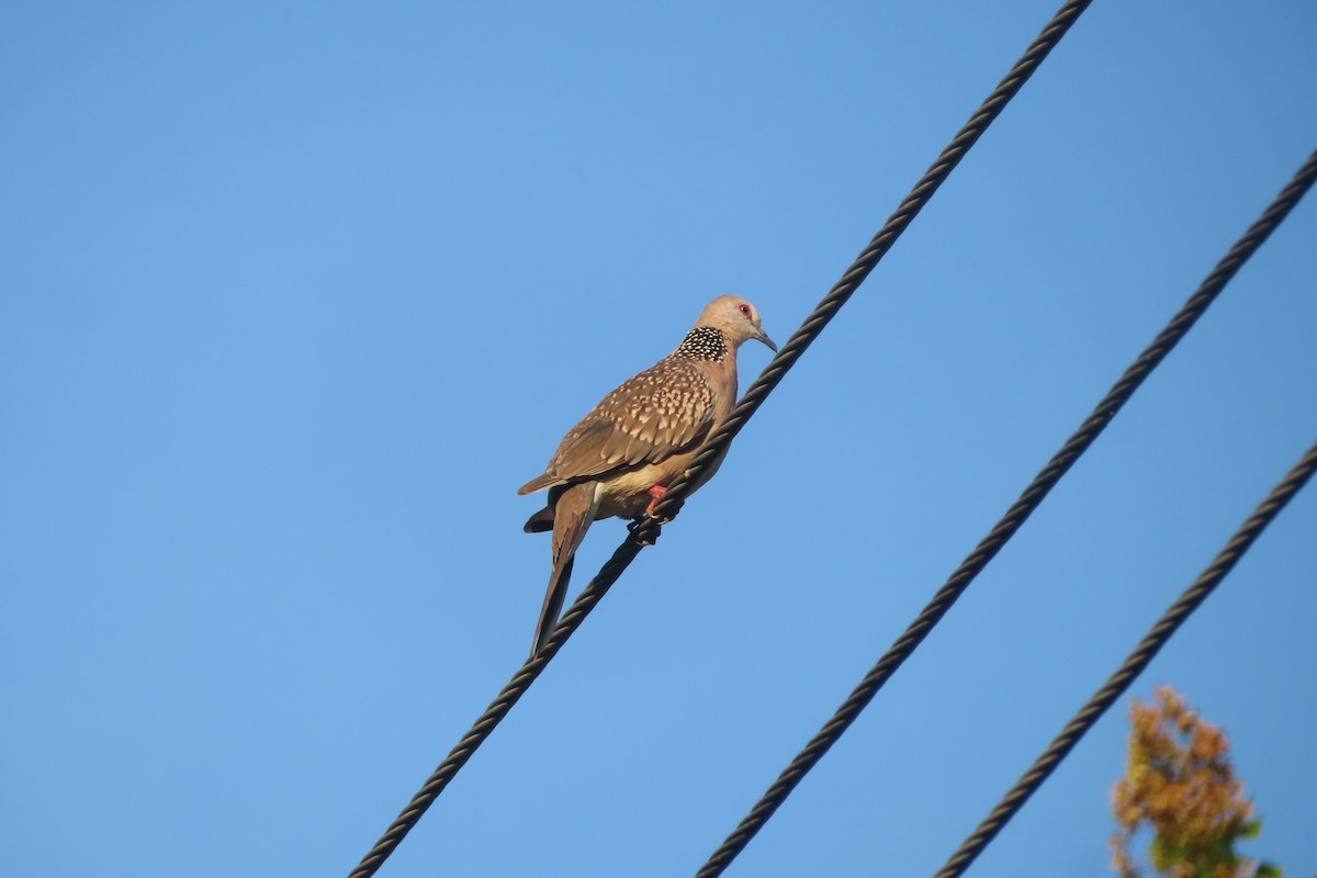 Spotted Dove - ML596232111