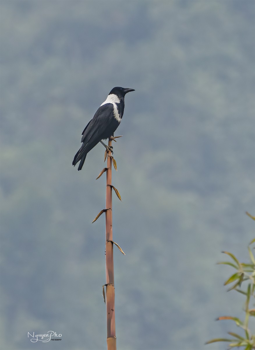 Collared Crow - Nguyen Pho