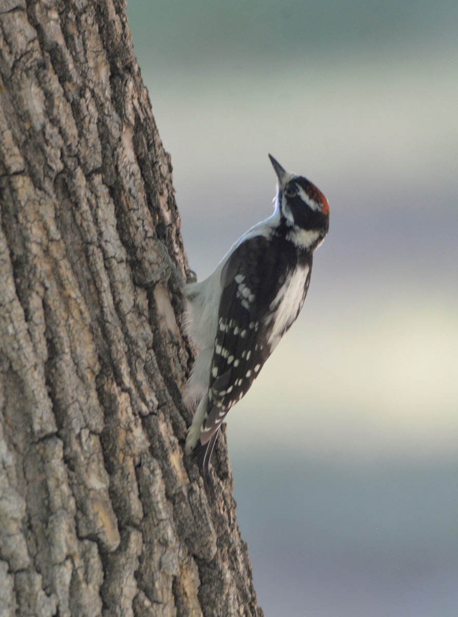 Downy Woodpecker - ML596232711