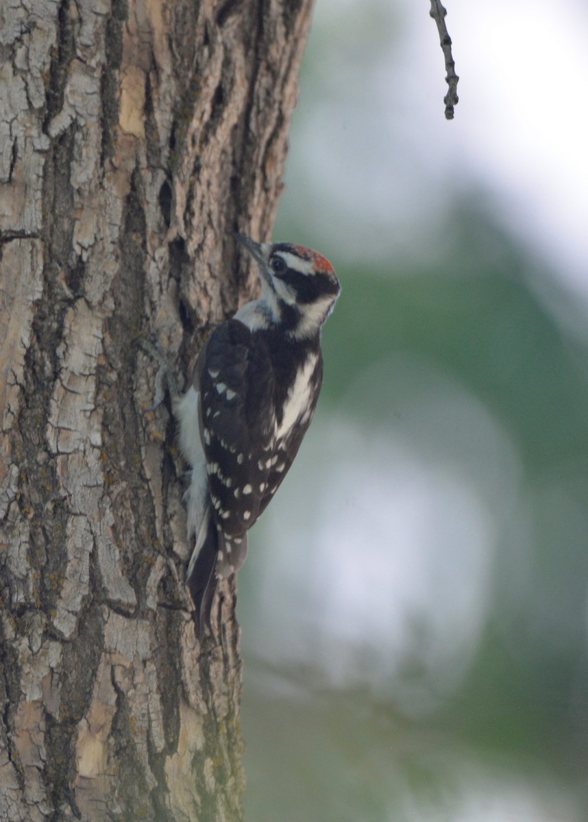 Downy Woodpecker - ML596232741