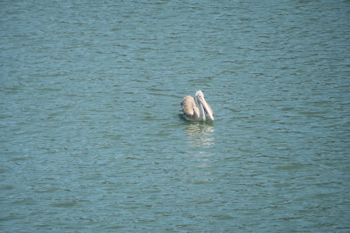 Spot-billed Pelican - Pushpa Puliyeri