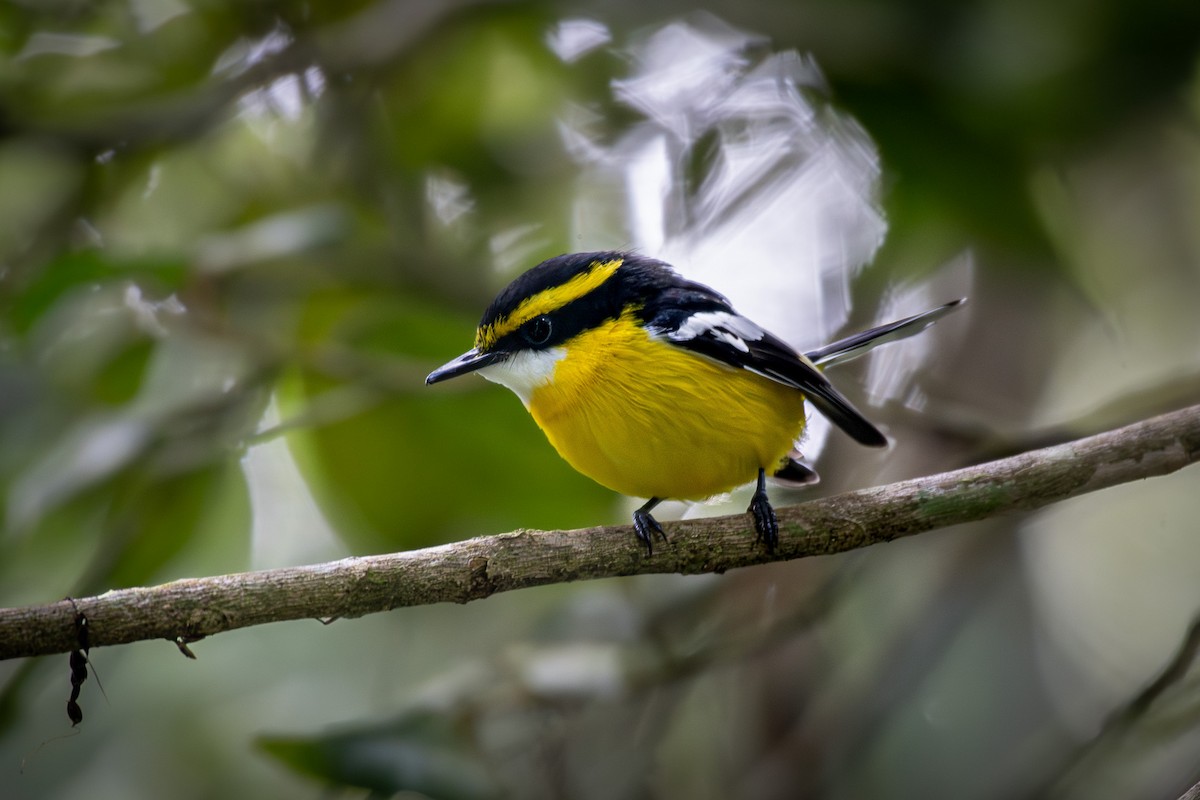 Yellow-breasted Boatbill - ML596233061