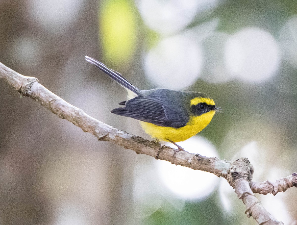 Yellow-bellied Fairy-Fantail - ML596233081