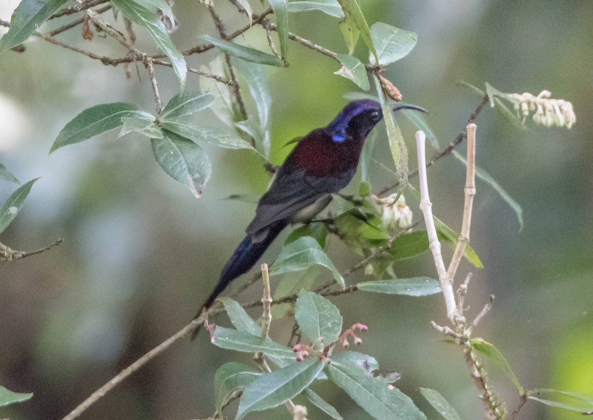 Black-throated Sunbird - Prabhakar T P