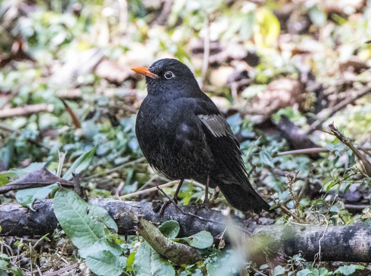 Gray-winged Blackbird - Prabhakar T P