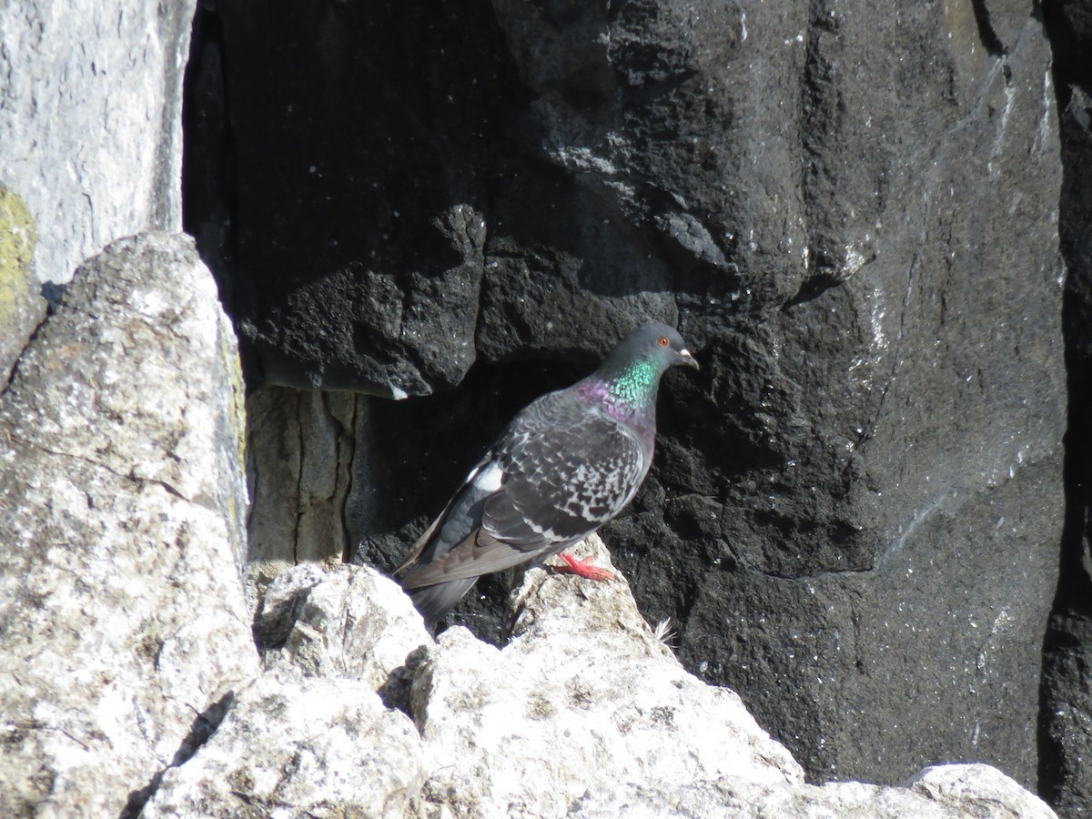 Rock Pigeon (Feral Pigeon) - ML596235101