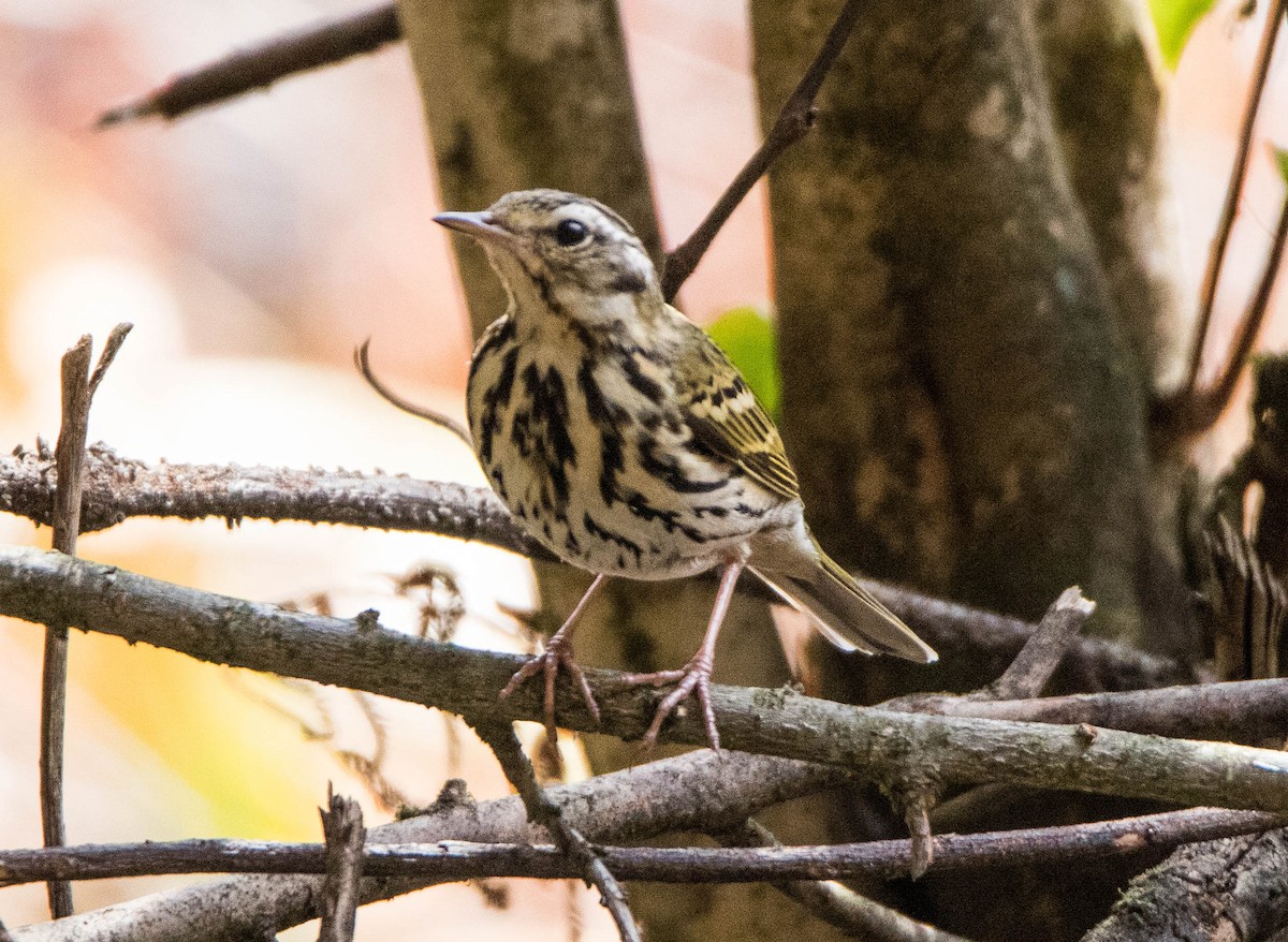 Olive-backed Pipit - ML596235511