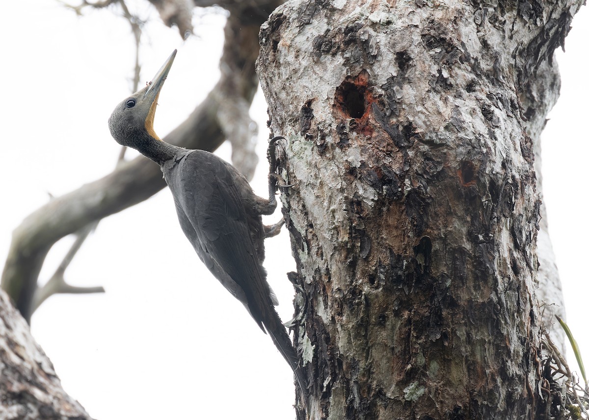 Great Slaty Woodpecker - Ayuwat Jearwattanakanok