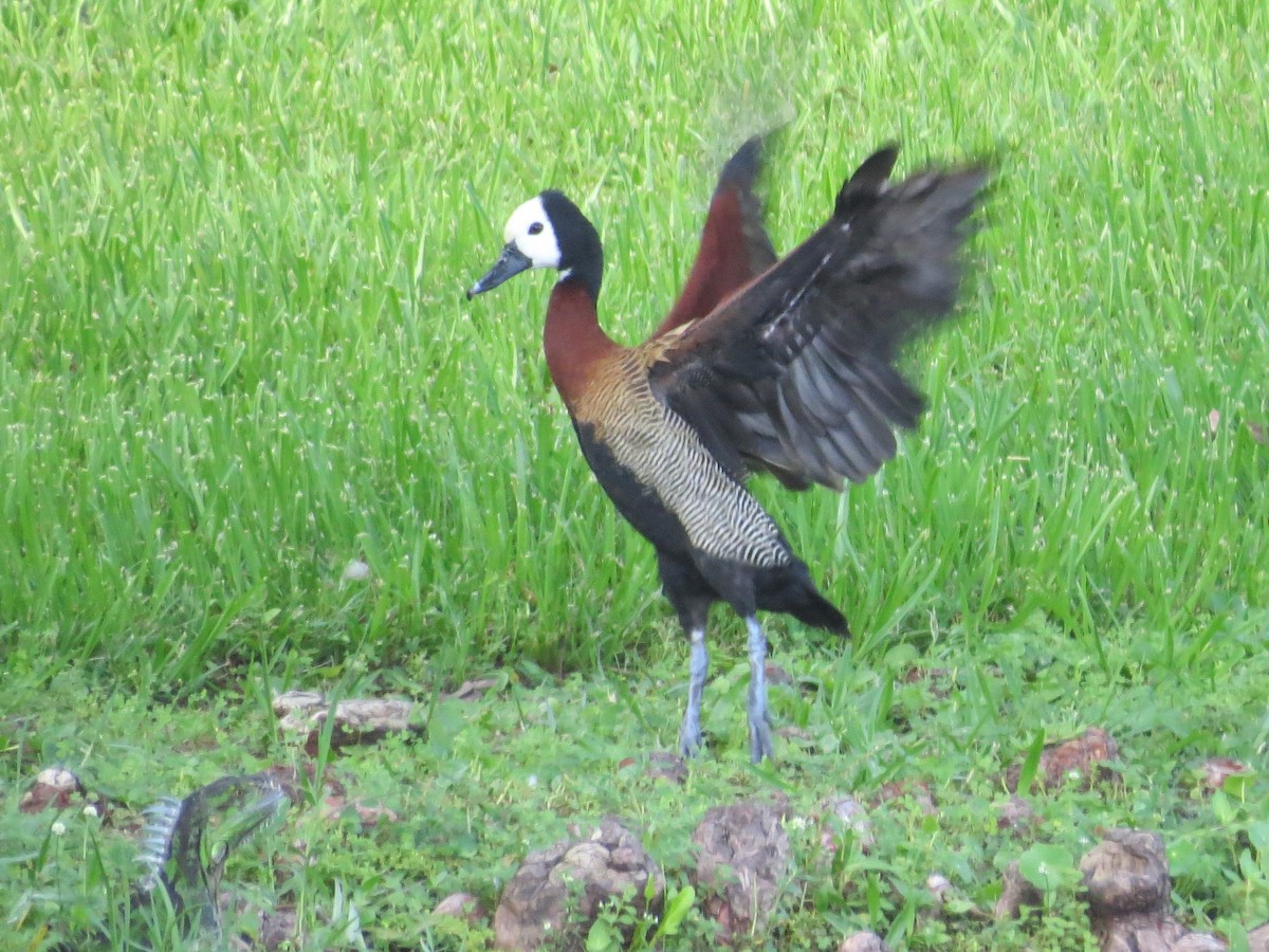 White-faced Whistling-Duck - Tim Towles