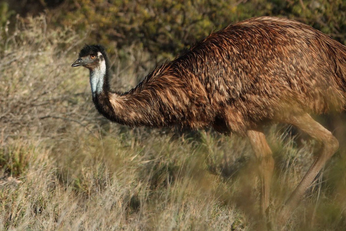emu hnědý - ML596244741
