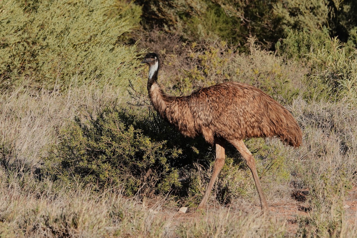 emu hnědý - ML596244751