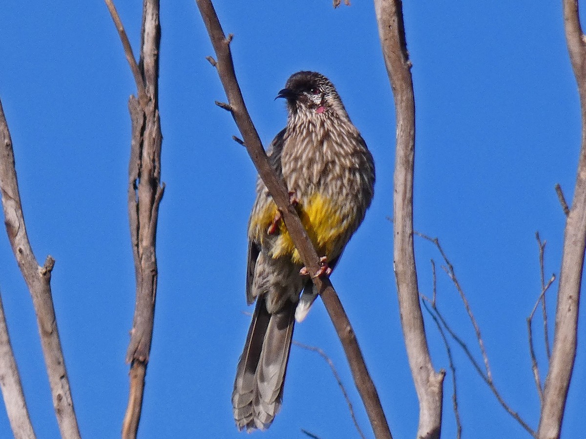 Red Wattlebird - ML596247701