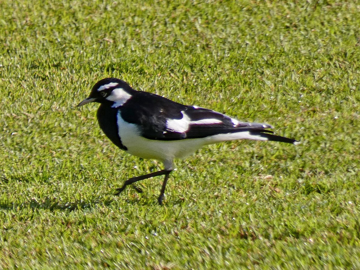 Magpie-lark - ML596247751