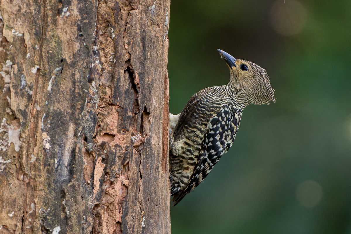 Buff-rumped Woodpecker - Andaman Kaosung