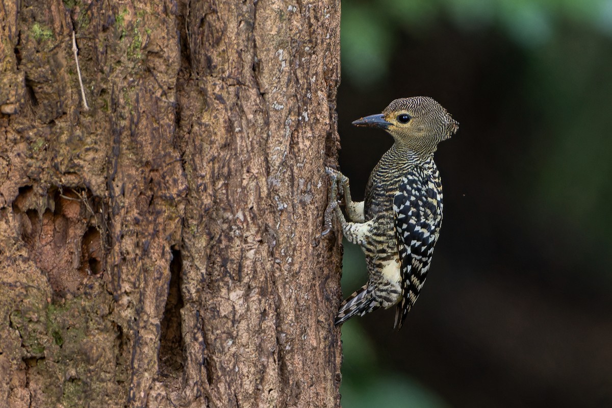 Buff-rumped Woodpecker - Andaman Kaosung