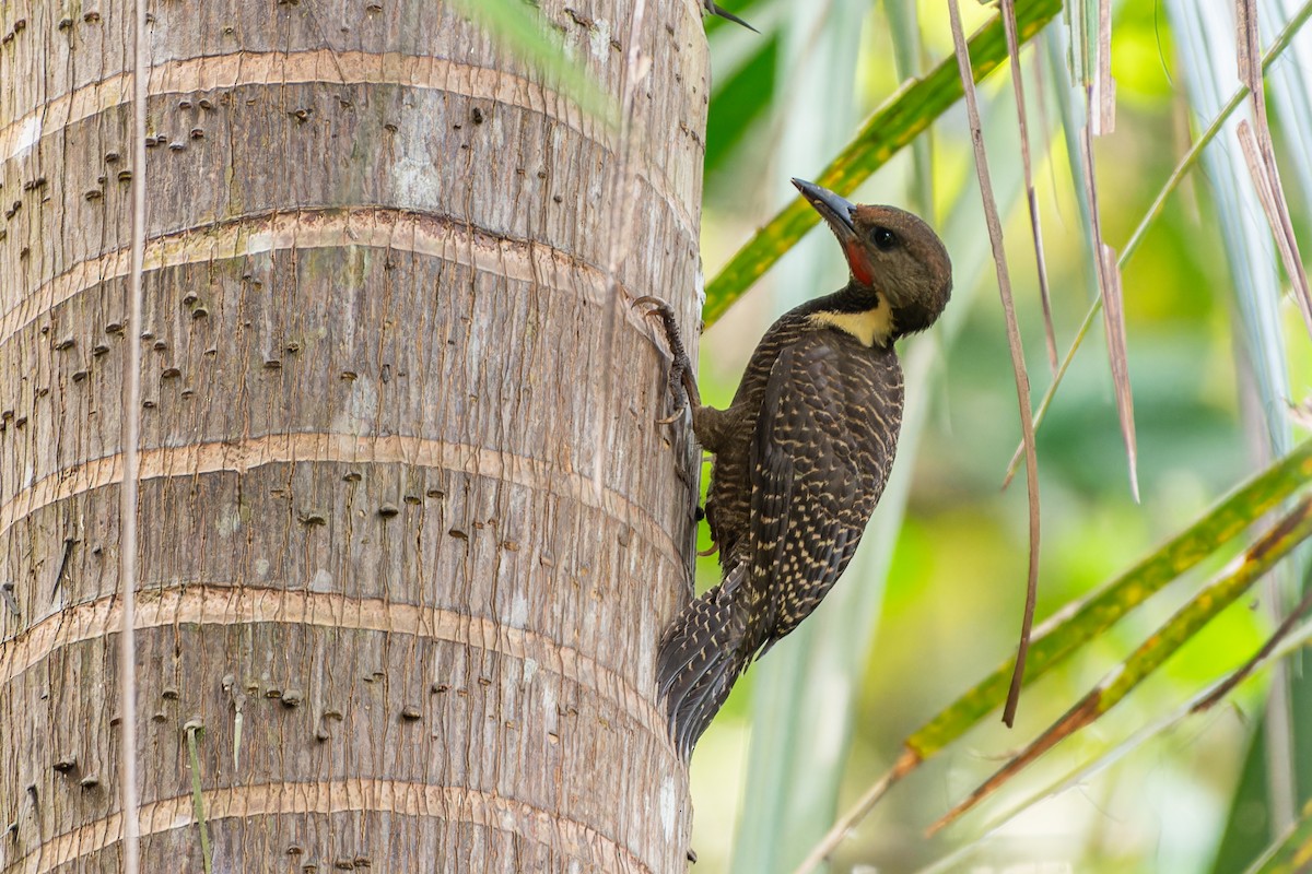 Buff-necked Woodpecker - ML596255971