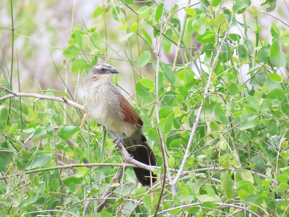 White-browed Coucal - ML596261301
