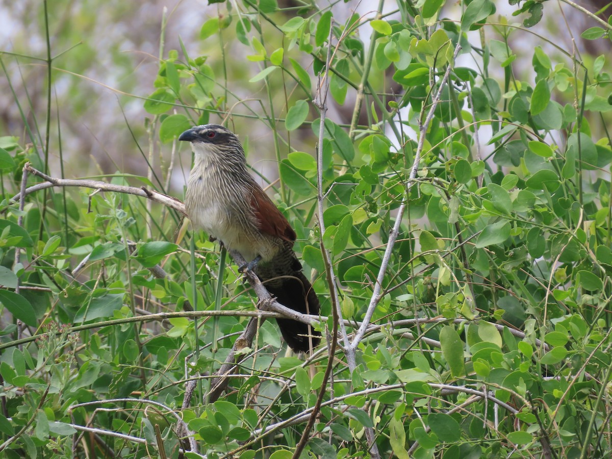 White-browed Coucal - ML596261311