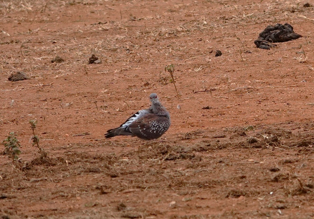 Speckled Pigeon - Edurne Ugarte